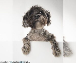 Pretzel - M - Male Mutt Dog for Adoption - Photo #3
