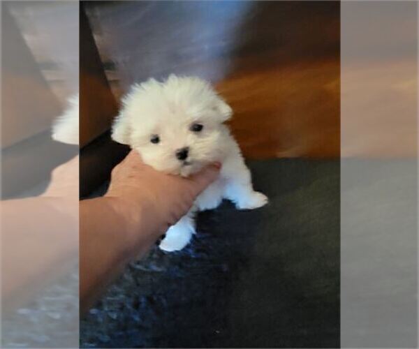 Medium Photo #9 Maltese Puppy For Sale in BEVERLY HILLS, CA, USA