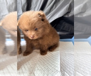 Pomeranian Puppy for Sale in JOLIET, Illinois USA