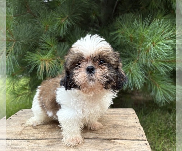 Medium Photo #2 Shih Tzu Puppy For Sale in MIDDLEBURY, IN, USA