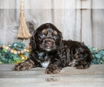 Puppy Cash Cocker Spaniel