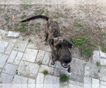 Small American Pit Bull Terrier Mix