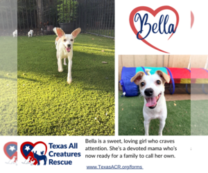 Rat-Cha Dogs for adoption in Lillian, TX, USA