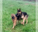 Small #7 German Shepherd Dog