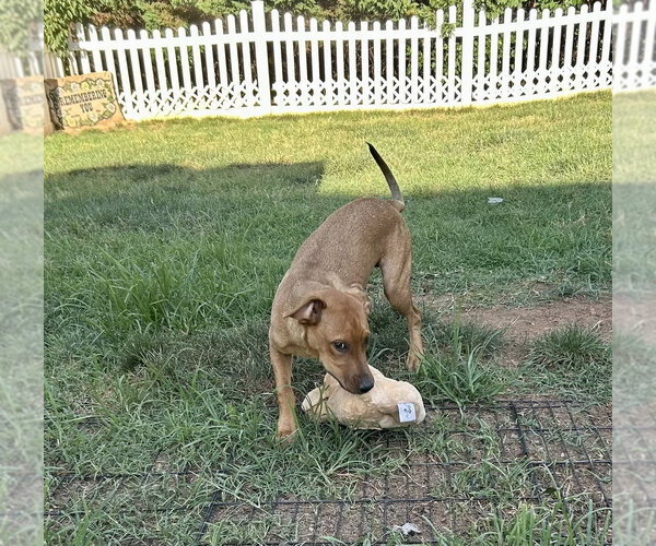 Medium Photo #16 Redbone Coonhound-Unknown Mix Puppy For Sale in Mooresville, NC, USA