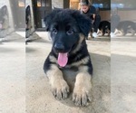 Small Photo #6 German Shepherd Dog Puppy For Sale in CYPRESS, TX, USA