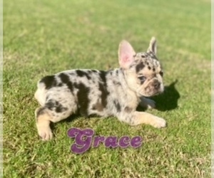 French Bulldog Puppy for sale in CORAL SPRINGS, FL, USA
