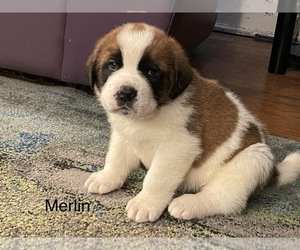 Saint Bernard Puppy for sale in SAVANNAH, MO, USA