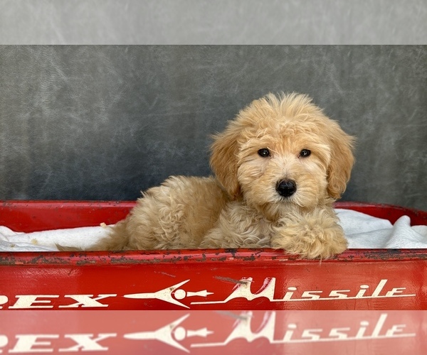 Medium Photo #2 Goldendoodle Puppy For Sale in OCALA, FL, USA