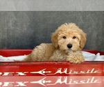 Small #1 Goldendoodle