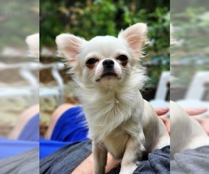 Father of the Chihuahua puppies born on 05/01/2026