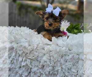 Yorkshire Terrier Puppy for sale in INDIANAPOLIS, IN, USA