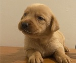 Puppy Brownie Labrador Retriever