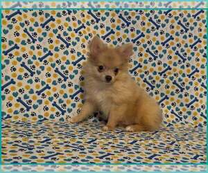 Pomeranian Puppy for sale in CLARKSVILLE, TN, USA