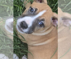 Selkie - Female Mutt Dog for Adoption - Photo #4
