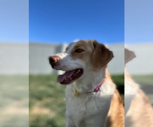 Medium Photo #11 Border Collie Puppy For Sale in Sandy, UT, USA