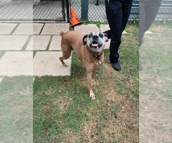 Medium Photo #3 Boxer Puppy For Sale in Austin, TX, USA