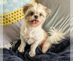 Small #2 Shih Tzu Mix