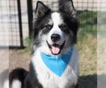 Small Alaskan Malamute Mix