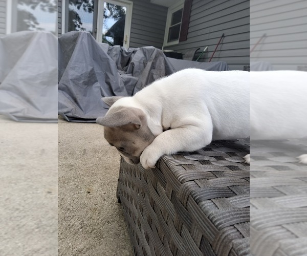Medium Photo #4 French Bulldog Puppy For Sale in ASHLAND, OH, USA