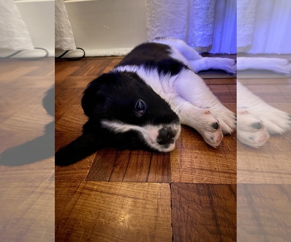 Medium Photo #21 Saint Berdoodle-Saint Bernard Mix Puppy For Sale in BEAVER FALLS, PA, USA