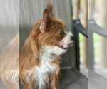 Small #5 Dachshund Mix