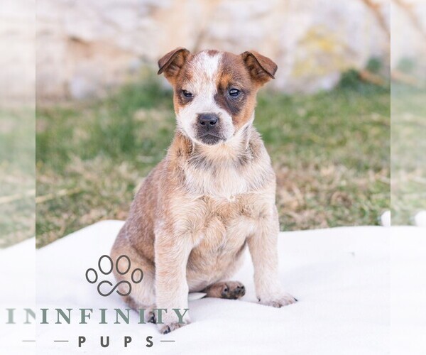 Medium Photo #1 Australian Cattle Dog Puppy For Sale in CHAMBERSBURG, PA, USA