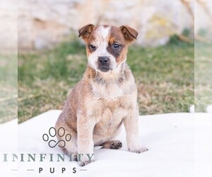 Australian Cattle Dog Puppy for sale in CHAMBERSBURG, PA, USA