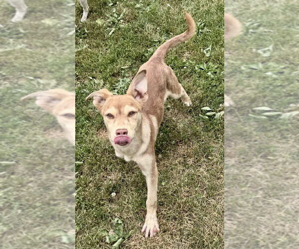 Medium Photo #5 Siberian Husky-Unknown Mix Puppy For Sale in Springdale, PA, USA