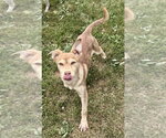 Small #4 Siberian Husky Mix