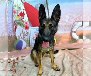 German Shepherd Dog-Unknown Mix Dogs for adoption in Long Beach, CA, USA