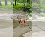 Small #11 American Pit Bull Terrier-German Shepherd Dog Mix