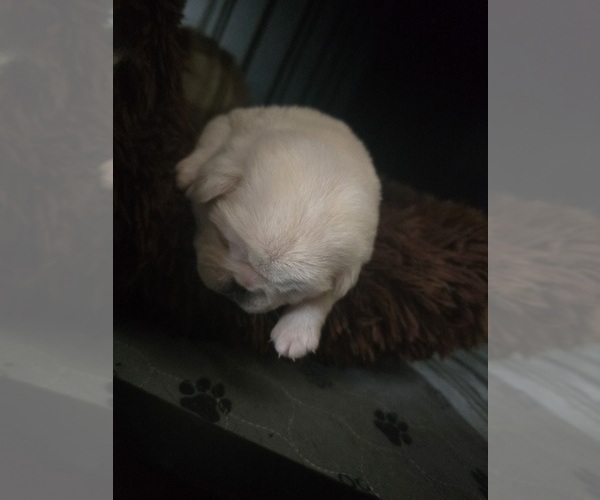 Medium Photo #9 Pug Puppy For Sale in NEW IPSWICH, NH, USA