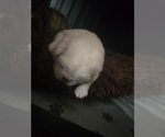 Small #8 Pug