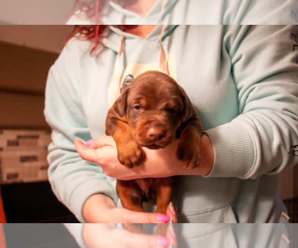 Medium Photo #10 Doberman Pinscher Puppy For Sale in PALMDALE, CA, USA