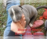 Small Photo #10 American Pit Bull Terrier Puppy For Sale in DELAWARE, OH, USA
