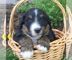 Small Photo #1 Bernedoodle Puppy For Sale in PORT ROYAL, PA, USA
