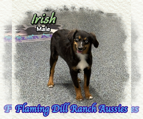 Medium Photo #1 Miniature Australian Shepherd Puppy For Sale in FORESTBURG, TX, USA