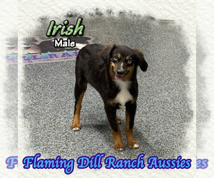 Miniature Australian Shepherd Puppy for sale in FORESTBURG, TX, USA