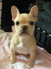 View Ad French Bulldog Puppy For Sale Near Michigan Plymouth Usa Adn 23132