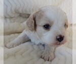 Small #6 Cavapoo