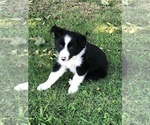 Small Photo #7 Border Collie Puppy For Sale in MERCED, CA, USA