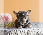 Small #1 French Bulldog