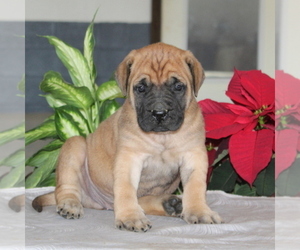 Mastiff Puppy for sale in RED LION, PA, USA