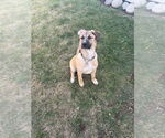 Small #7 Boxer Mix