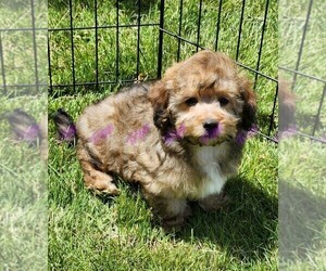 Poovanese Puppy for sale in TECUMSEH, MI, USA