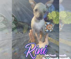 Xoloitzcuintli (Mexican Hairless) Puppy for sale in ATWATER, CA, USA
