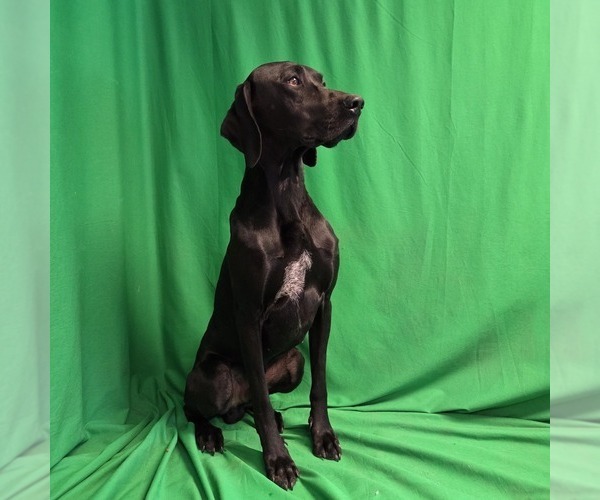 Medium Photo #1 German Shorthaired Pointer Puppy For Sale in MOYIE SPRINGS, ID, USA