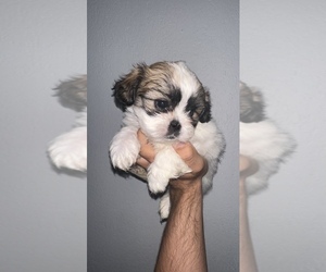 Shih Tzu Dog for Adoption in DENVER, Colorado USA