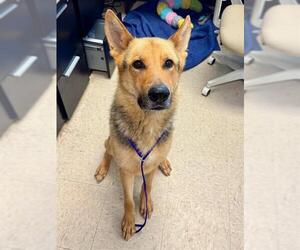 German Shepherd Dog Dogs for adoption in Olathe, KS, USA